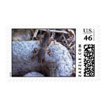 Mole Cricket On The Stone Stamps