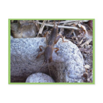 Mole Cricket On The Stone Postcards