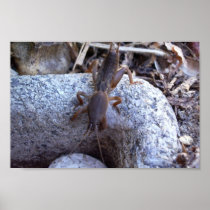 Mole Cricket On The Stone Print