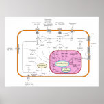 Molecule Signal Transduction Pathways Diagram Poster