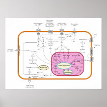 Molecule Signal Transduction Pathways Diagram Poster