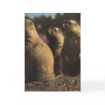 Moles Greeting Card