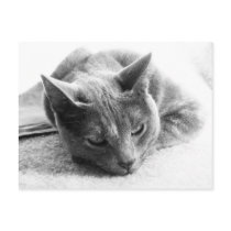 Mollie postcards by iiiyaaa Mollie postcards