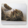 Molly Mouse Mats