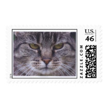 Molly postage