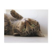 Molly postcards