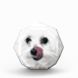 Molly the Maltese awards
