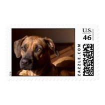 Mollyinwindow stamps