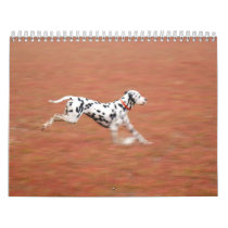 molo 2010 calendars