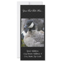 Molting cackling Canada goose Rack Card Design