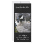 Molting cackling Canada goose Rack Card Design