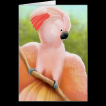 Moluccan Cockatoo cards