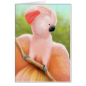 Moluccan Cockatoo Card