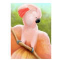 Moluccan Cockatoo posters