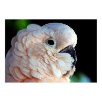 Moluccan Cockatoo posters