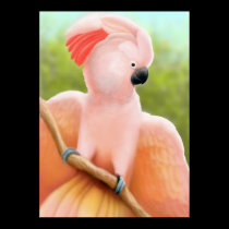 Moluccan Cockatoo posters