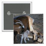 Mom and Babies Pinback Buttons