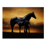 Mom and Baby colt Postcards