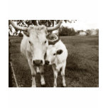 Mom and Baby Cow t-shirts
