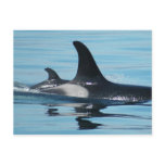 Mom and Baby Orca postcards