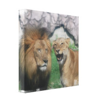 Mom and Dad Lion Canvas Print