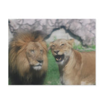 Mom and Dad Lion Postcard