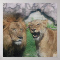 Mom and Dad Lion Poster