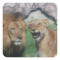 Mom and Dad Lion Sticker