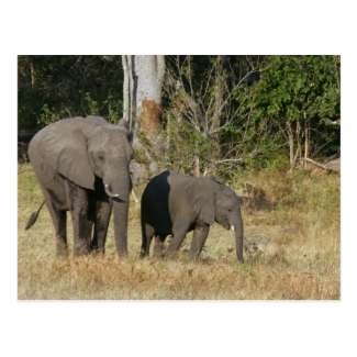 Mom and Happy Elephant Calf Postcard