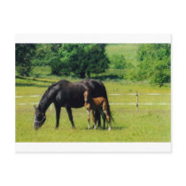 mom&babe postcards