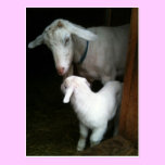 Mom with Baby Goat Postcard postcards