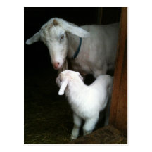 Mom with Baby Goat Postcard