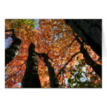 Moment of Fall Zen Greeting Card