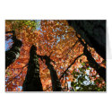 Moment of Fall Zen cards