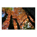 Moment of Fall Zen posters