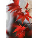 MOMIJI t-shirts