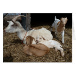 momma and baby goaties greeting cards