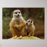 Momma and Baby Meerkat 1 Print