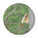 Momma Cardinal magnets