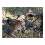 Momma cleans Baby Postcard