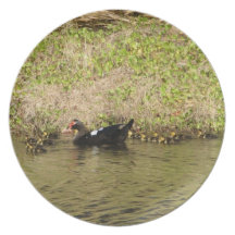 Momma Muscovy and Baby Ducks Plate