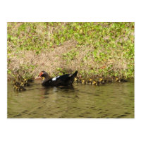 Momma Muscovy and Baby Ducks Postcard