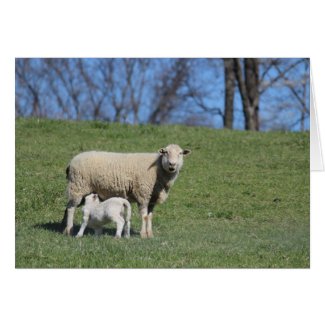 Mommy &amp; Baby Sheep Card