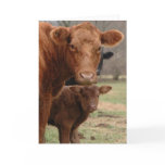 mommy cow and baby cow cards