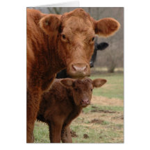 mommy cow and baby cow cards