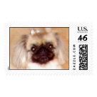 postcard - Mom's Dog