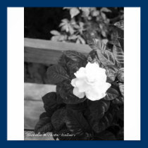Mom's Gardenia posters