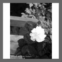 Mom's Gardenia posters