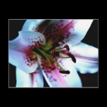 Mona Lisa Lily Postcard postcards