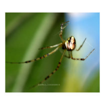 'Mona Lisa Spider' Poster posters